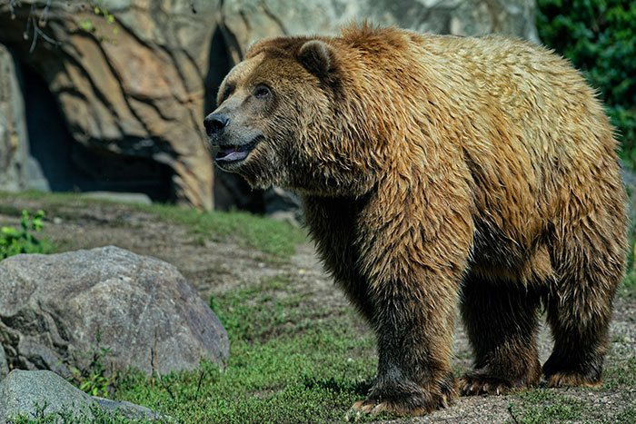 Brown bear standing near rocks in natural habitat
