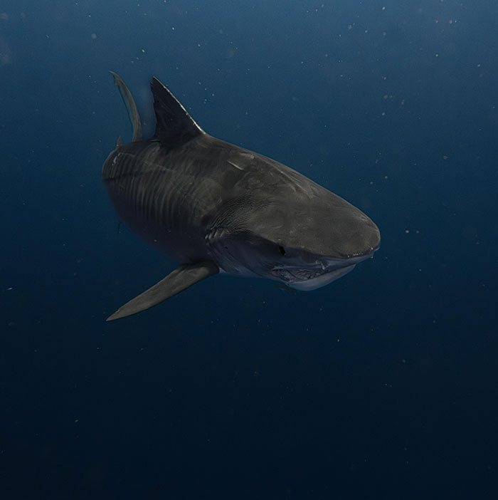 Tiger shark swimming in dark ocean water