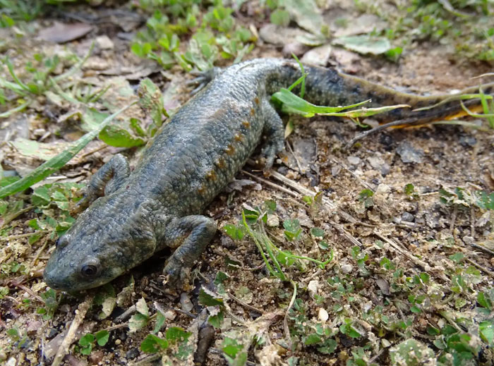 Close-up of a grey salamander on earth illustrating freaky scientific facts about amphibians