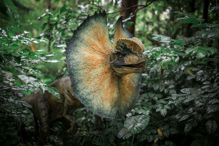 A realistic Dilophosaurus dinosaur with an open frill among dense green jungle foliage, highlighting outdated facts.