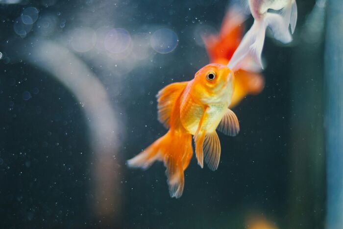 A close-up of a goldfish swimming in an aquarium, representing outdated facts that refuse to disappear.