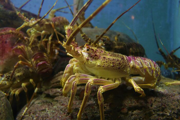 A yellow and purple spiny lobster on rocks underwater, with other lobsters in the background, challenging outdated facts.
