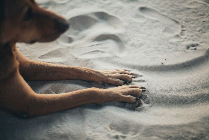 A brown dog rests its front paws on soft, light sand, illustrating outdated facts that refuse to disappear.