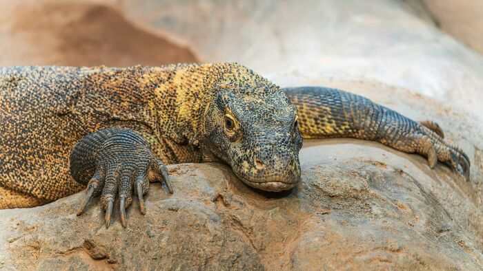 A Komodo dragon resting on a rock, illustrating outdated facts about wildlife.