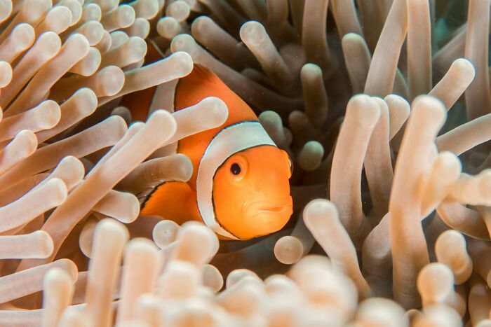 Clownfish nestled in sea anemone underwater random facts