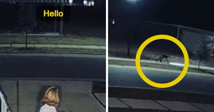 Viral Video Makes People Lose Their Minds, Everyone Fights Over What The “Creature” In It Is