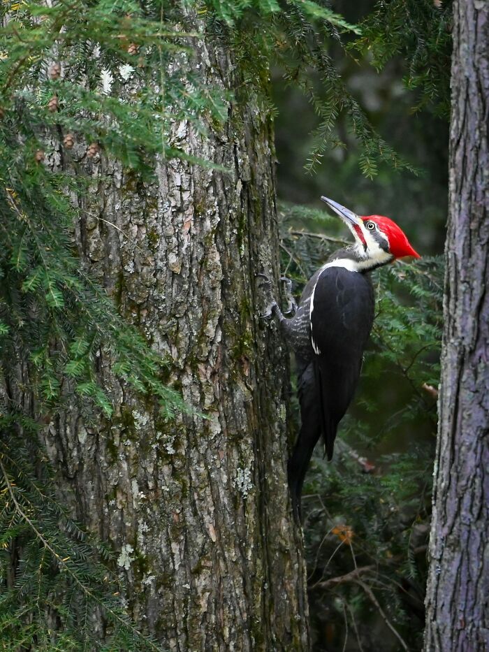 Pileated woodpecker bird with red crest clinging to tree trunk in forest
