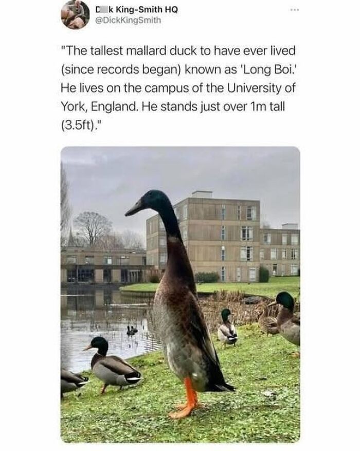 Funny-Jokes-Memes-Sillysausagejokes