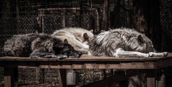sleepytrio-6a09e5a7e1376.jpg