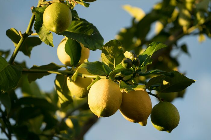 Eli5: If Fruit Is Sweet To Encourage Animals To Eat It And Carry The Seeds Away From The Parent Tree, How Do Lemons And Limes Fit Into This Mix? 