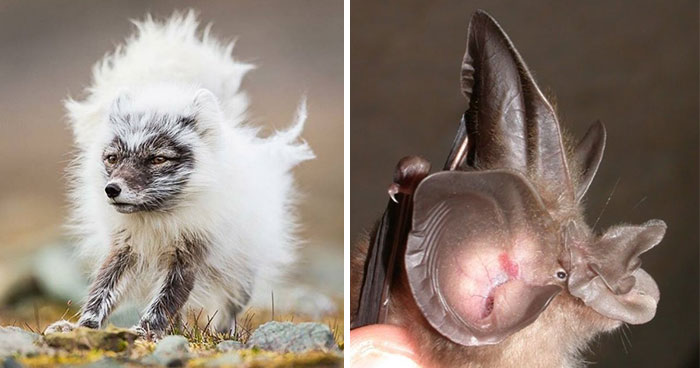 “Looks Just Like The Pringles Man”: 100 Weird And Wonderful Animals You Might Not Know About