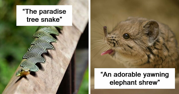 “Looks Just Like The Pringles Man”: 100 Weird And Wonderful Animals You Might Not Know About