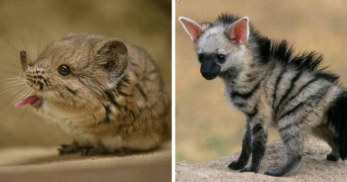 “Looks Just Like The Pringles Man”: 100 Weird And Wonderful Animals You Might Not Know About