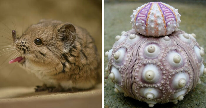 “Looks Just Like The Pringles Man”: 100 Weird And Wonderful Animals You Might Not Know About