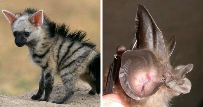 “Looks Just Like The Pringles Man”: 100 Weird And Wonderful Animals You Might Not Know About