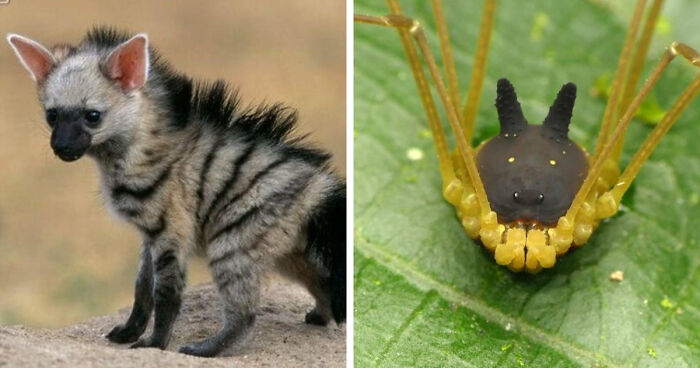 100 Rare And Bizarre Creatures That Prove Nature Has A Much Wilder Imagination Than We Do