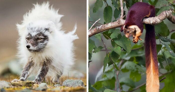 “Looks Just Like The Pringles Man”: 100 Weird And Wonderful Animals You Might Not Know About