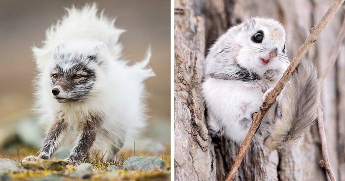 “Looks Just Like The Pringles Man”: 100 Weird And Wonderful Animals You Might Not Know About
