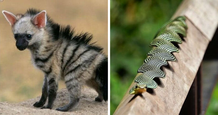 This Page Celebrates The Most Unique And Unbelievable Animals That Actually Exist