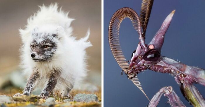 “Looks Just Like The Pringles Man”: 100 Weird And Wonderful Animals You Might Not Know About