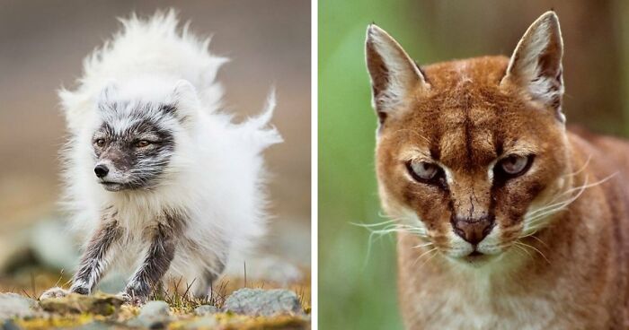 “Looks Just Like The Pringles Man”: 100 Weird And Wonderful Animals You Might Not Know About