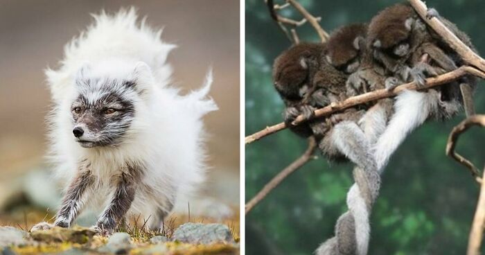 “Looks Just Like The Pringles Man”: 100 Weird And Wonderful Animals You Might Not Know About