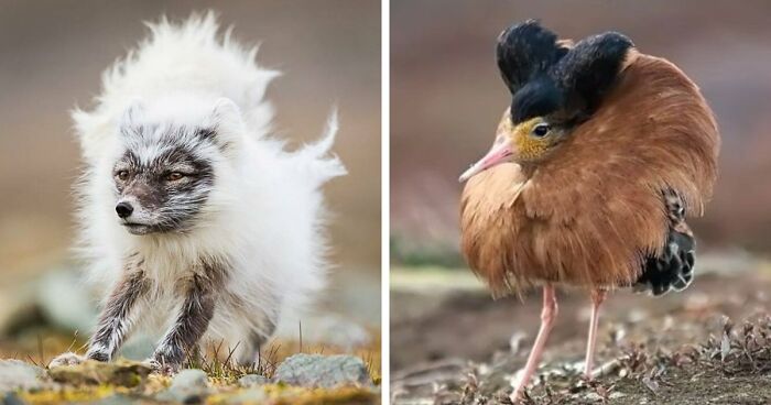 “Looks Just Like The Pringles Man”: 100 Weird And Wonderful Animals You Might Not Know About