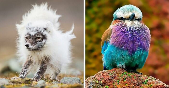 “Looks Just Like The Pringles Man”: 100 Weird And Wonderful Animals You Might Not Know About