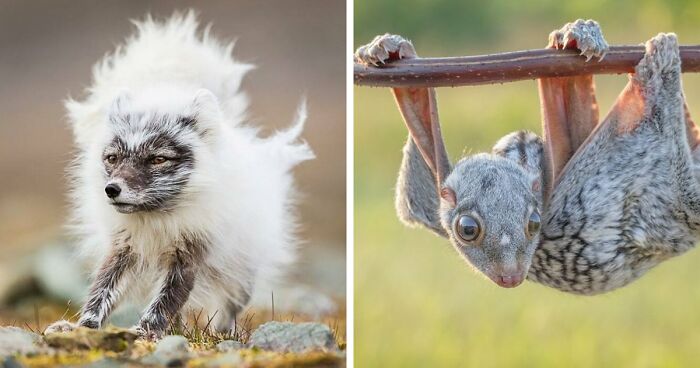 “Looks Just Like The Pringles Man”: 100 Weird And Wonderful Animals You Might Not Know About