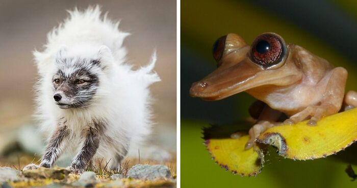 “Looks Just Like The Pringles Man”: 100 Weird And Wonderful Animals You Might Not Know About