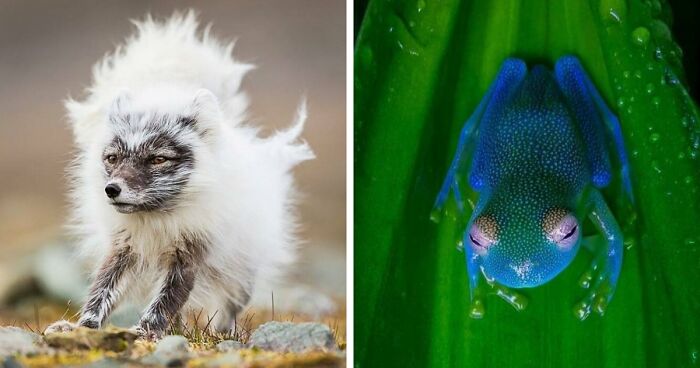“Looks Just Like The Pringles Man”: 100 Weird And Wonderful Animals You Might Not Know About