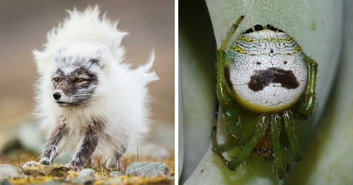 “Looks Just Like The Pringles Man”: 100 Weird And Wonderful Animals You Might Not Know About