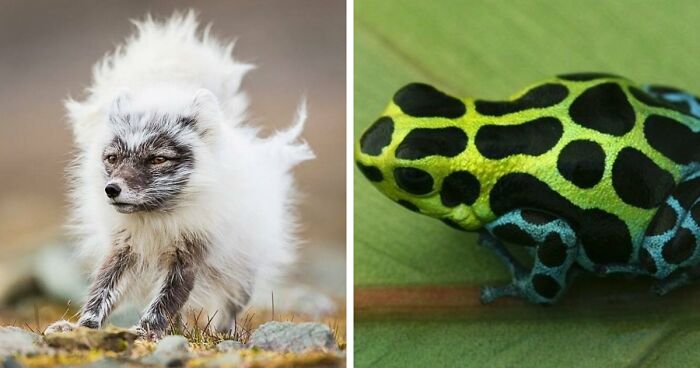 “Looks Just Like The Pringles Man”: 100 Weird And Wonderful Animals You Might Not Know About