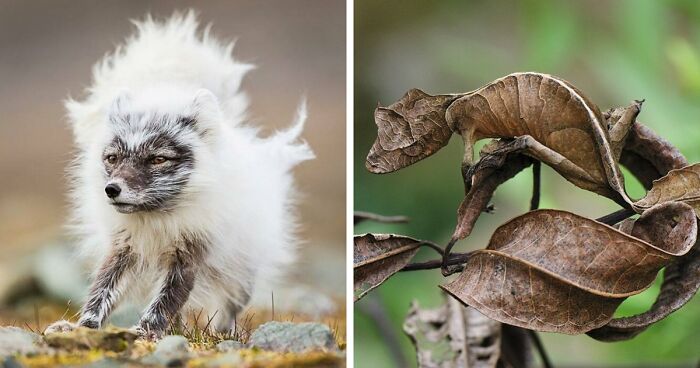 “Looks Just Like The Pringles Man”: 100 Weird And Wonderful Animals You Might Not Know About