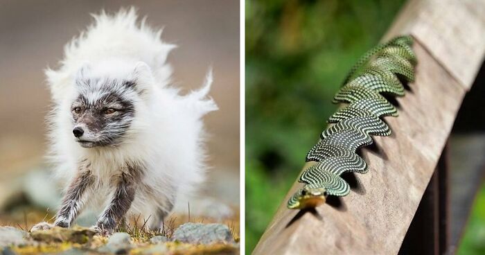 “Looks Just Like The Pringles Man”: 100 Weird And Wonderful Animals You Might Not Know About