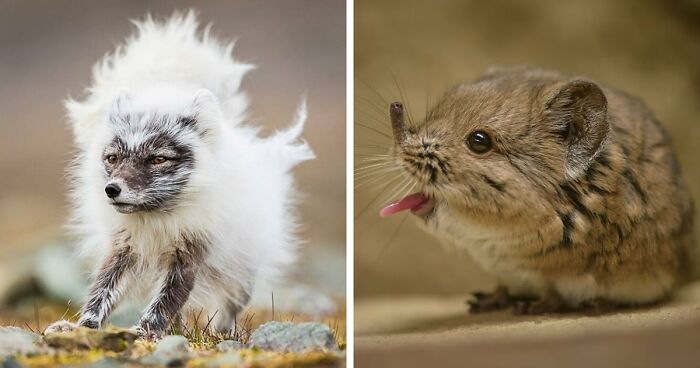 “Looks Just Like The Pringles Man”: 100 Weird And Wonderful Animals You Might Not Know About