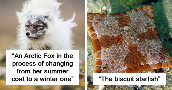 “Looks Just Like The Pringles Man”: 100 Weird And Wonderful Animals You Might Not Know About