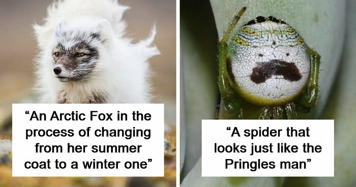 “Looks Just Like The Pringles Man”: 100 Weird And Wonderful Animals You Might Not Know About
