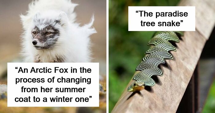 “Looks Just Like The Pringles Man”: 100 Weird And Wonderful Animals You Might Not Know About