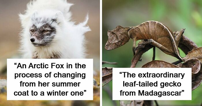 “Looks Just Like The Pringles Man”: 100 Weird And Wonderful Animals You Might Not Know About