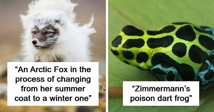 “Looks Just Like The Pringles Man”: 100 Weird And Wonderful Animals You Might Not Know About