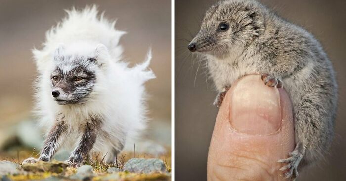 “Looks Just Like The Pringles Man”: 100 Weird And Wonderful Animals You Might Not Know About