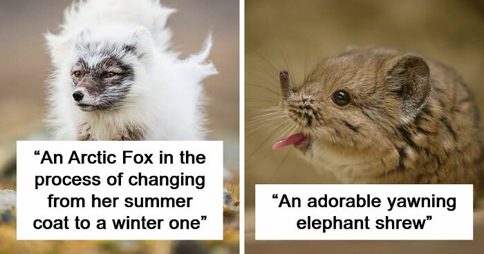 “Looks Just Like The Pringles Man”: 100 Weird And Wonderful Animals You Might Not Know About