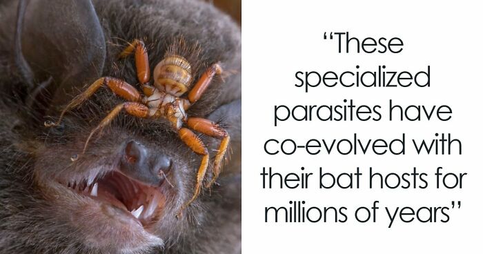“Looks Just Like The Pringles Man”: 100 Weird And Wonderful Animals You Might Not Know About