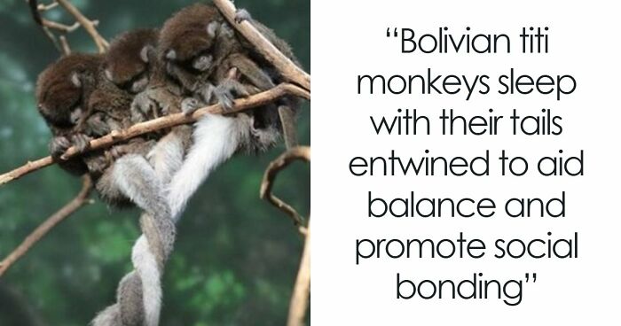 “Looks Just Like The Pringles Man”: 100 Weird And Wonderful Animals You Might Not Know About