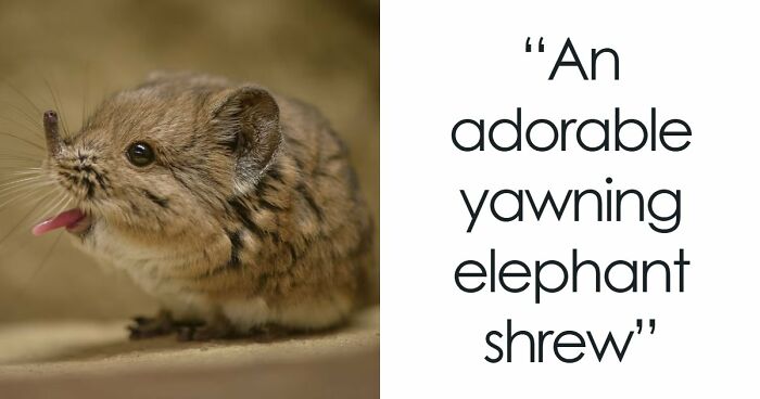 “Looks Just Like The Pringles Man”: 100 Weird And Wonderful Animals You Might Not Know About