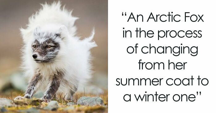 “Looks Just Like The Pringles Man”: 100 Weird And Wonderful Animals You Might Not Know About