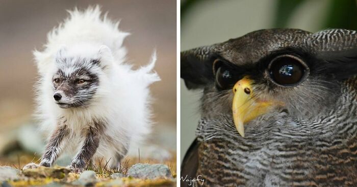 “Looks Just Like The Pringles Man”: 100 Weird And Wonderful Animals You Might Not Know About