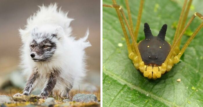 “Looks Just Like The Pringles Man”: 100 Weird And Wonderful Animals You Might Not Know About