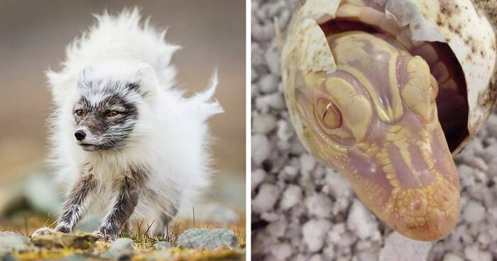 “Looks Just Like The Pringles Man”: 100 Weird And Wonderful Animals You Might Not Know About